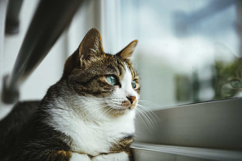 油圧式切削機「カッティングスタンダード」