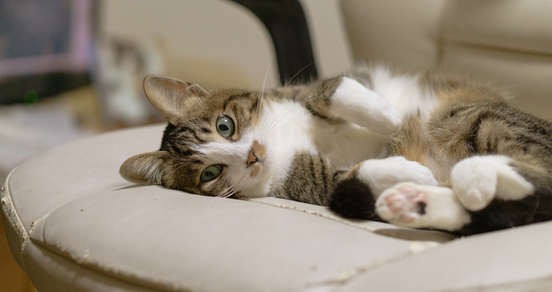 油圧式切削機「カッティングプロ」