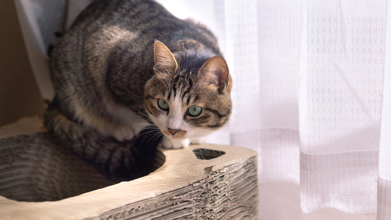 油圧式切削機「カッティングビギナー」